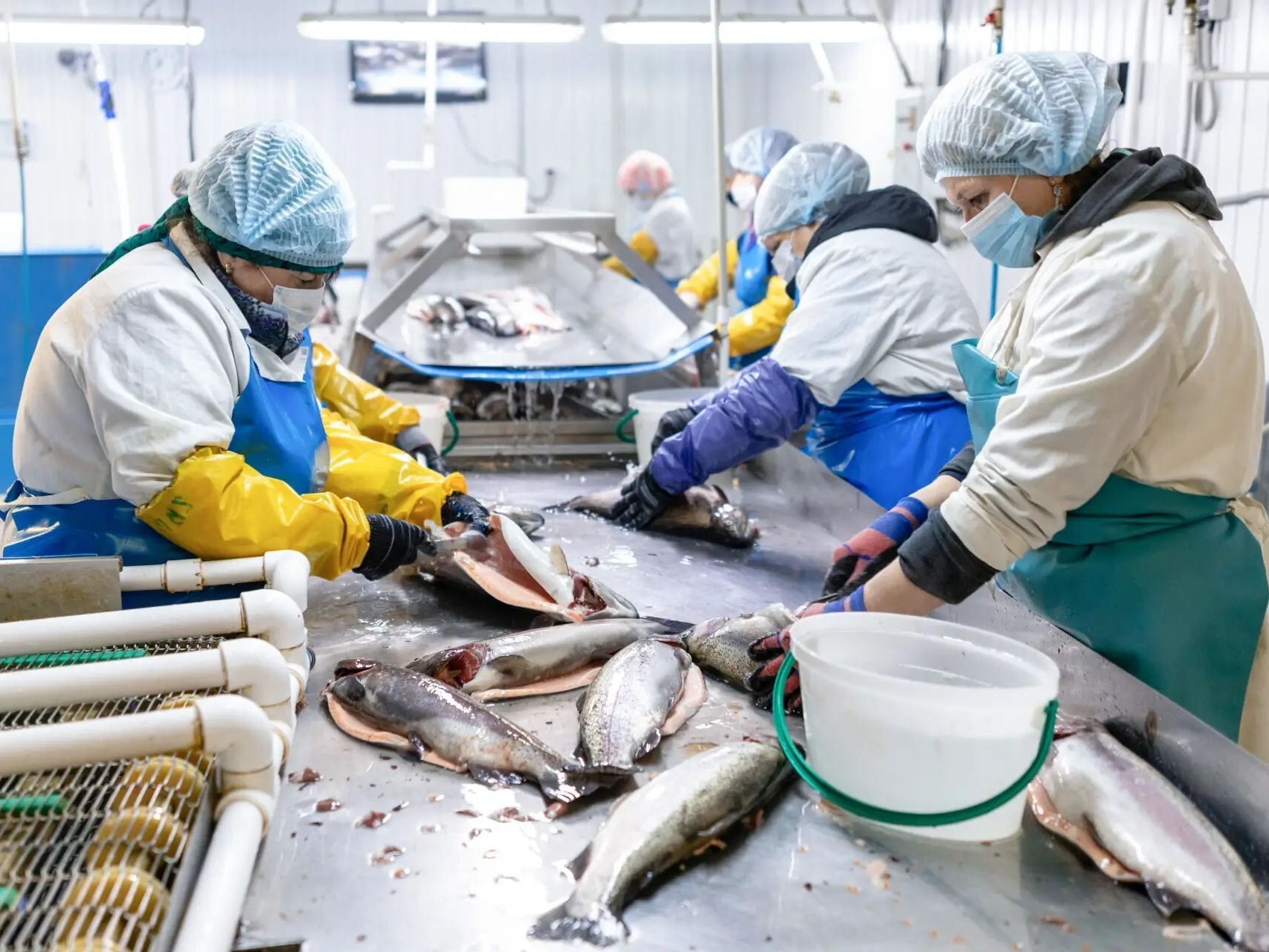 Красноярская компания оптимизирует производство рыбной продукции с помощью бережливых технологий.